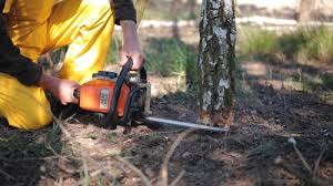 How Our Tree Care Process Works  in  Centralia, MO